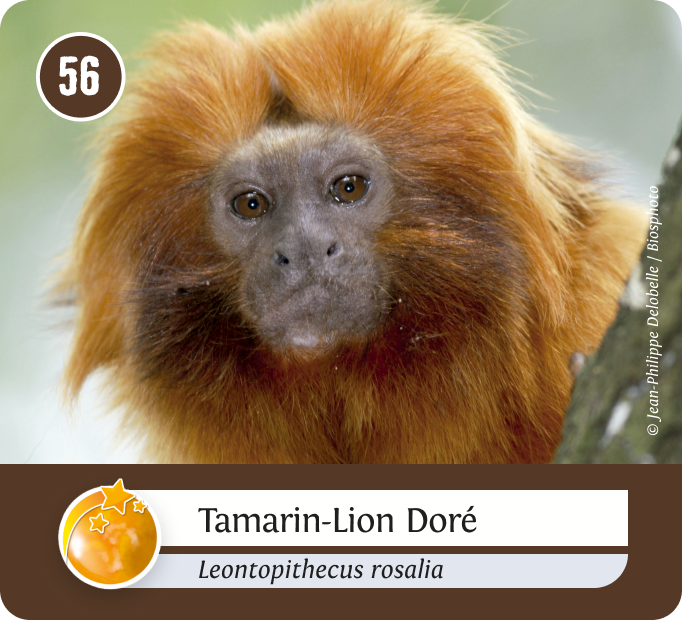terrestres-Orange terrestres-Orange