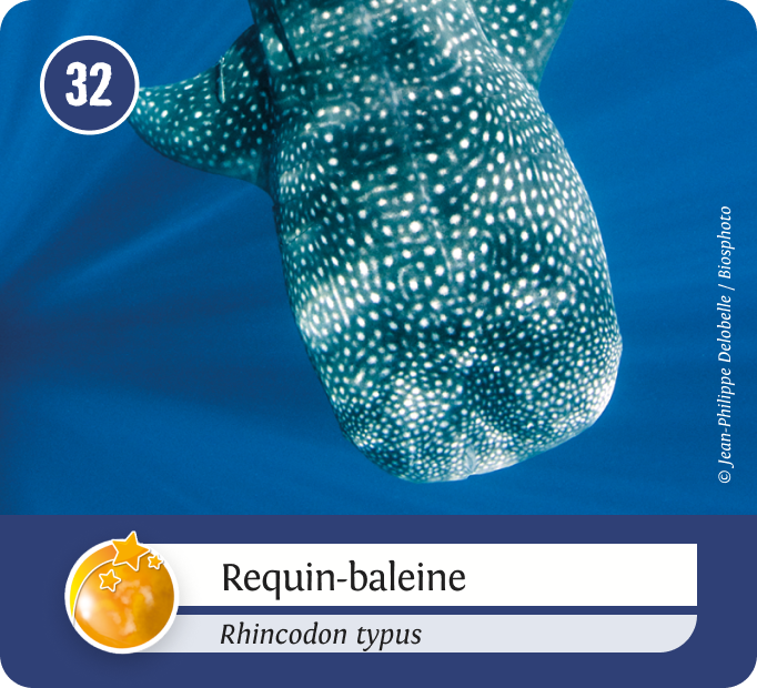 aquatiques-Orange aquatiques-Orange