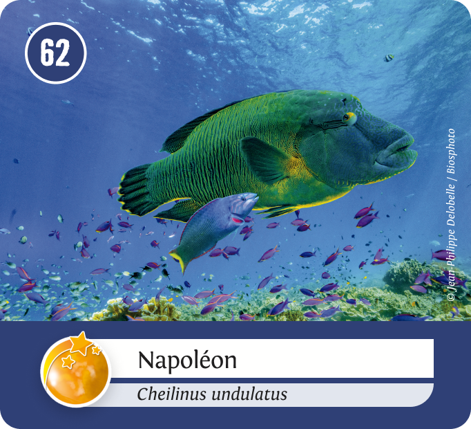 aquatiques-Orange aquatiques-Orange