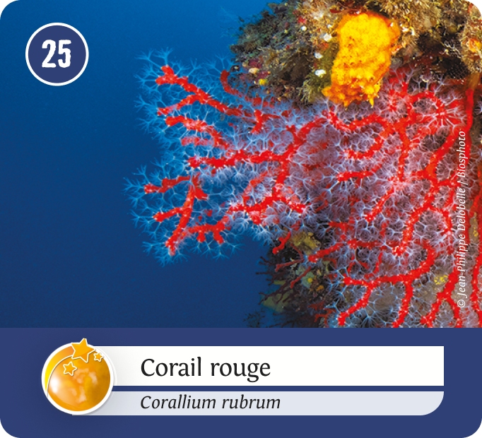 aquatiques-Orange aquatiques-Orange