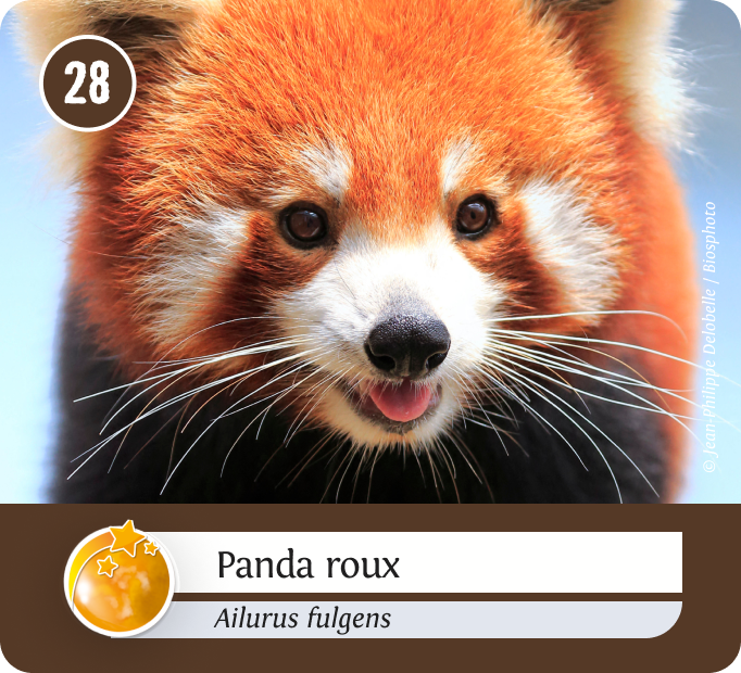 terrestres-Orange terrestres-Orange