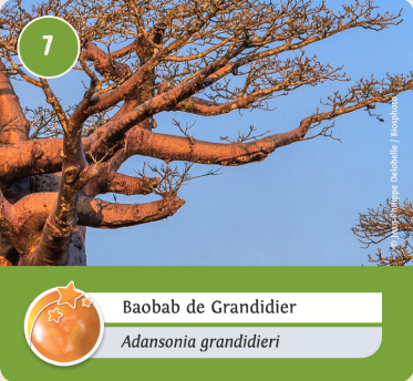 vegetaux-Orange vegetaux-Orange