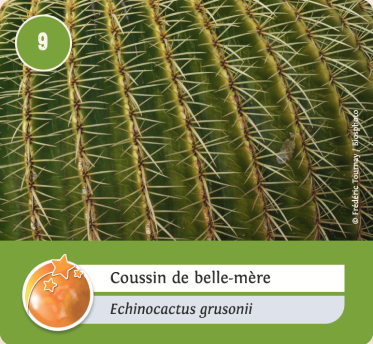 vegetaux-Orange vegetaux-Orange