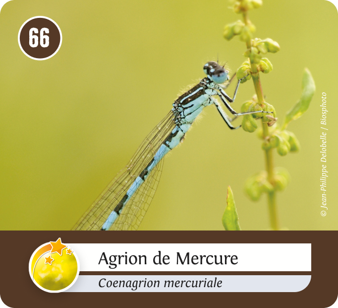 terrestres-Jaune