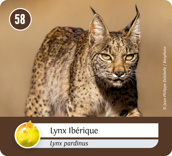 terrestres-Jaune