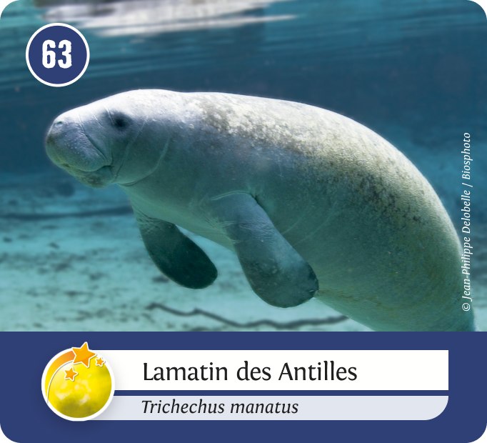 aquatiques-Jaune
