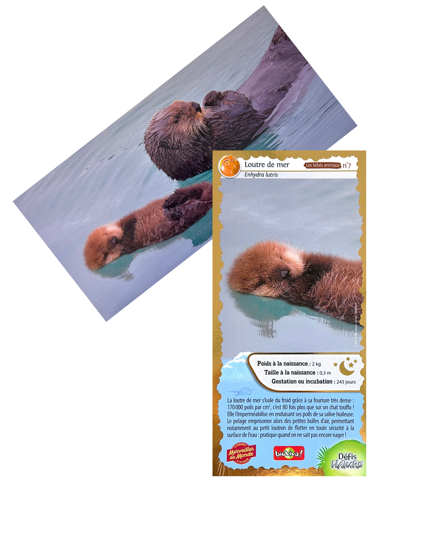 
                  
                    Carte collector Merveilles du Monde loutre de mer
                  
                