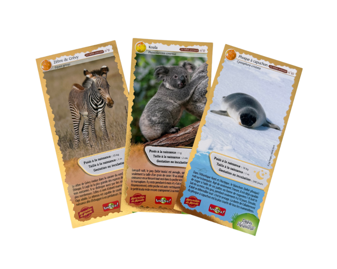 
                  
                    Nouvelle cartes collector Merveilles du Monde série numéro 4 : Phoque à capuchon, Zèbre de Grévy et Koala.
                  
                