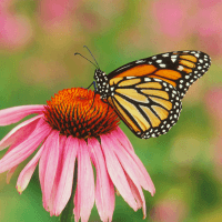 Papillon butinant une fleur, symbole de l'engagement écologique du chocolat Merveilles du Monde
